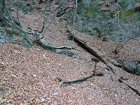 有笠山ハイキング