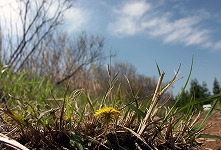 ��{����̕x�m�R