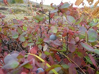 �N���}���m�L