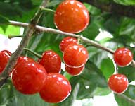 �T�N�����{