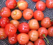 �T�N�����{