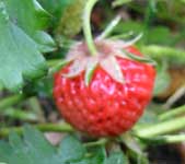 �H�n�C�`�S