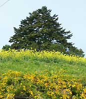 ����ׂ��