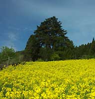 ����ׂ��