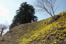 �t�N�W���\�E