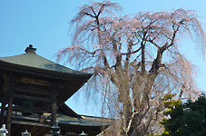 �я����������