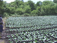 �傫���Ȃ���