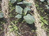 ���������Ă�