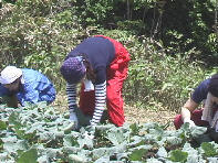 ���Ƃ�,�ԃ����W���[