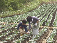 �e�q����Ȃ���