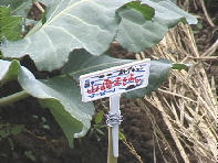 �܂����L���x�c