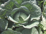 �F���L���x�c