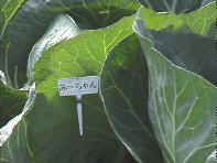 �݁`�����