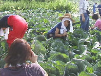 �n�C�`�[�Y