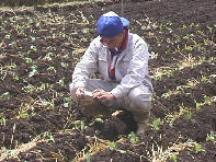 �t�����f�W�J����