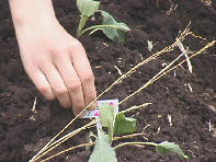 �悭�����č����