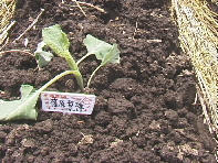 �ē̂������