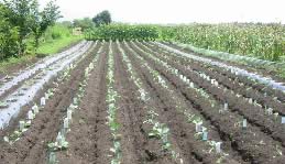 ��A��1�T��